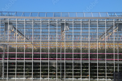 Greenhouse in Moerkapelle with plants full of tomato fruit in the Netherlands