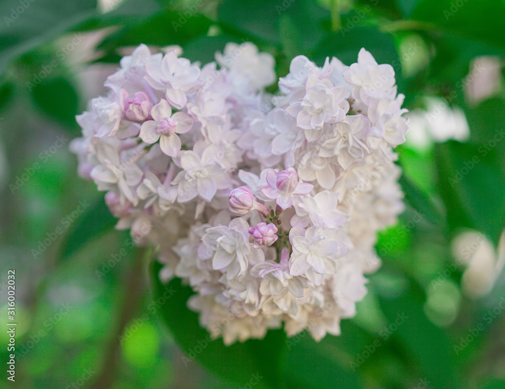 Heartshaped white and pink flowers Heartshaped white and pink flowers