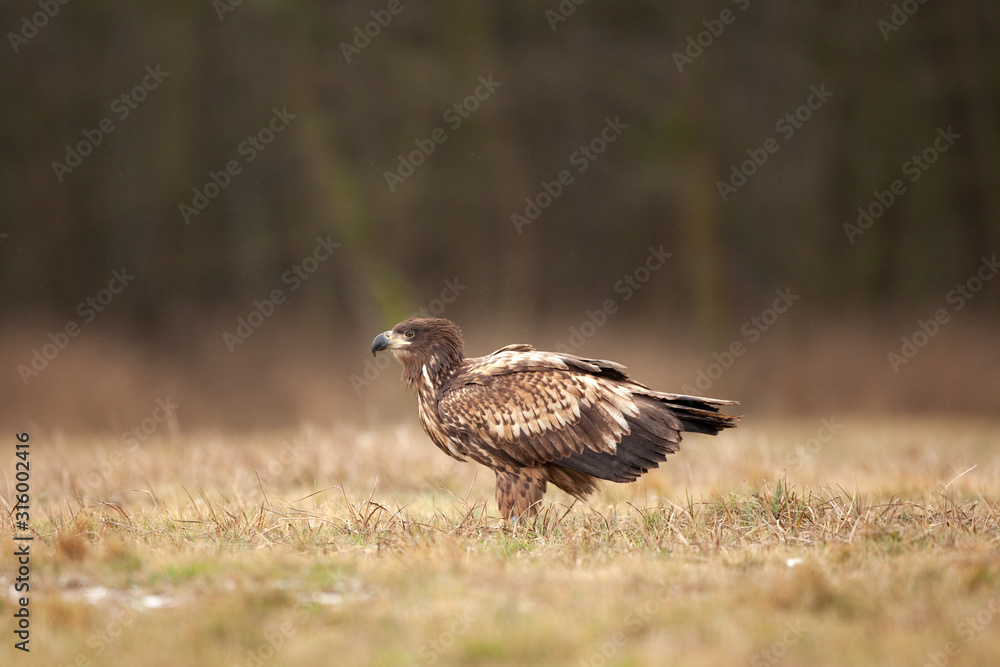 white tailed eagle, haliaeetus albicilla, Europe nature white tailed eagle, haliaeetus albicilla, Europe nature
