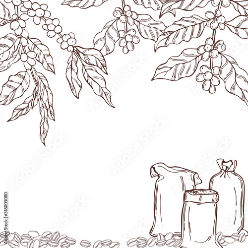 Vector background with hand drawn  coffee  plants and beans. Sketch  illustration.