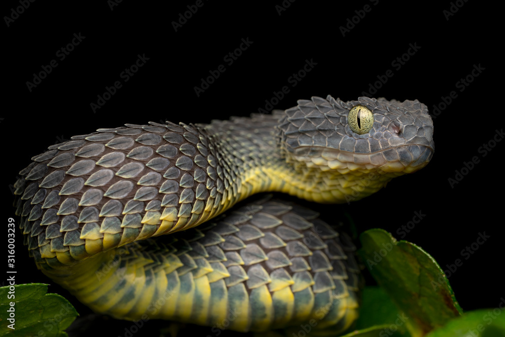 Bush Viper Snake Atheris Squamigera Black Stock Photo 1649121823