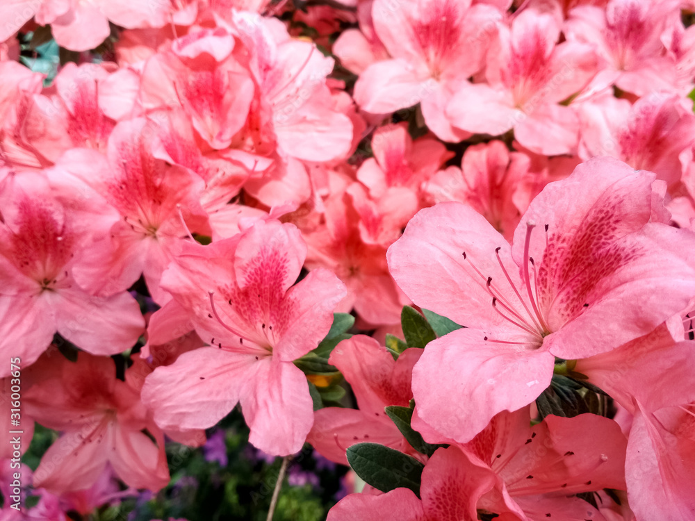 Flower azalea blooming in springtime. Background full of flowers Japanese pink Azalea. Flower azalea blooming in springtime. Background full of flowers Japanese pink Azalea.