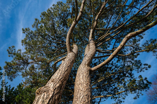 Fotografie Two pine trunks grow together as twins and are close to each other and have one root