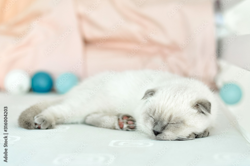 White Scottish fold domestic cat sleeping in white bed. Beautiful white kitten. Portrait of Scottish kitten. Cute white cat kitten fold grey ears. Cozy home. Animal pet cat. Close up copy space