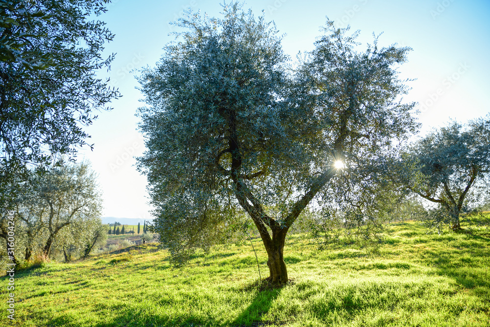 olive tree in the light of sunset. Umbria Italy olive tree in the light of sunset. Umbria Italy