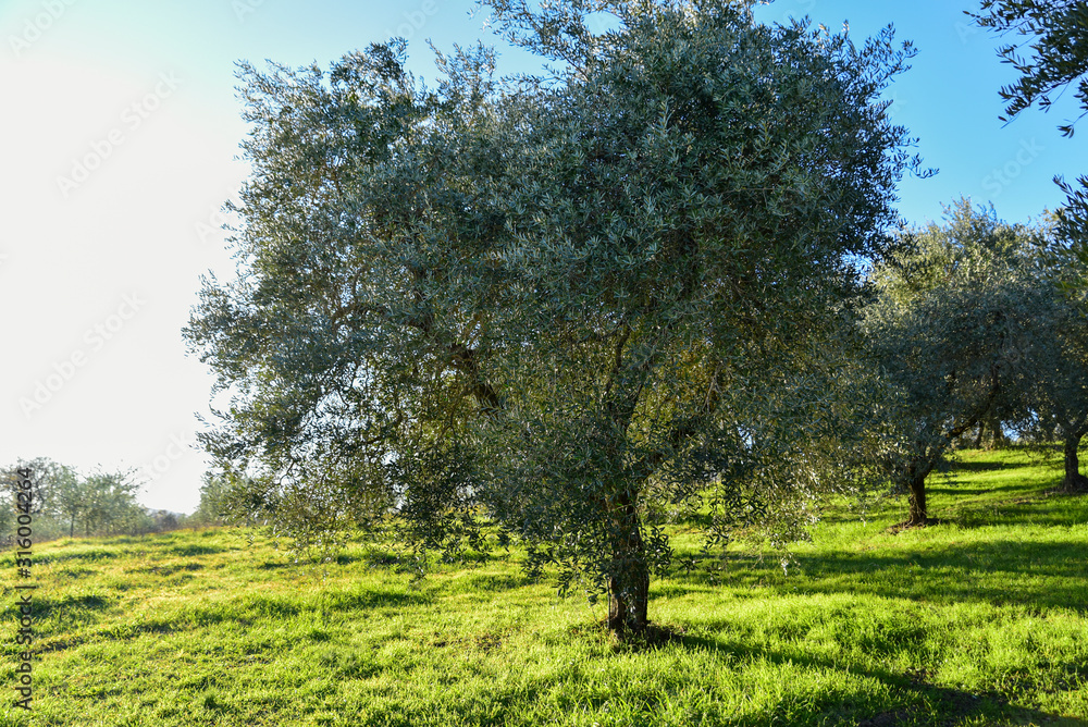 olive tree in the light of sunset. Umbria Italy olive tree in the light of sunset. Umbria Italy