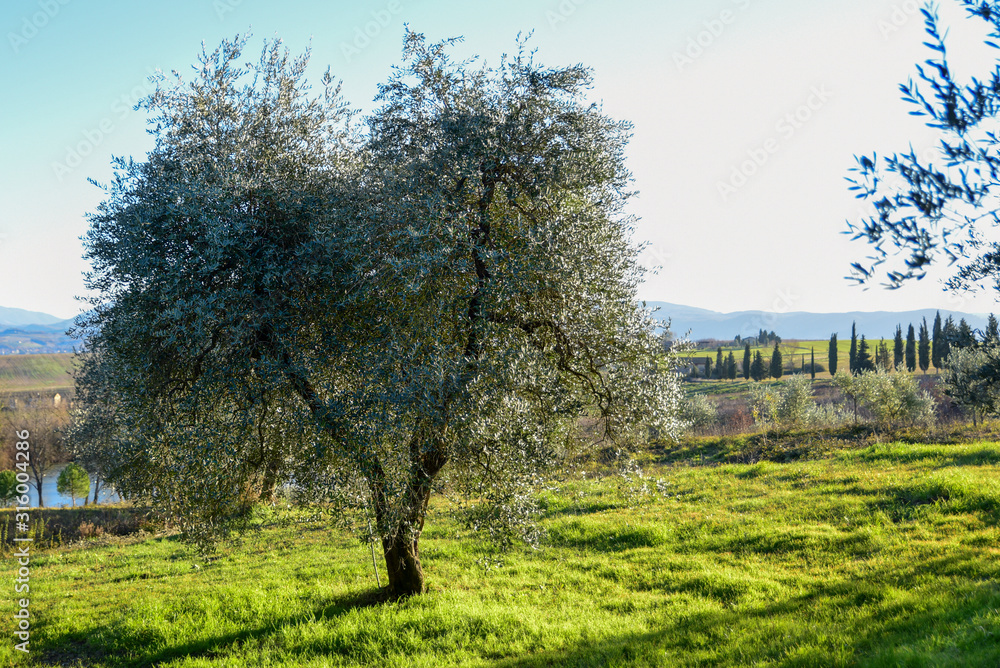olive tree in the light of sunset. Umbria Italy