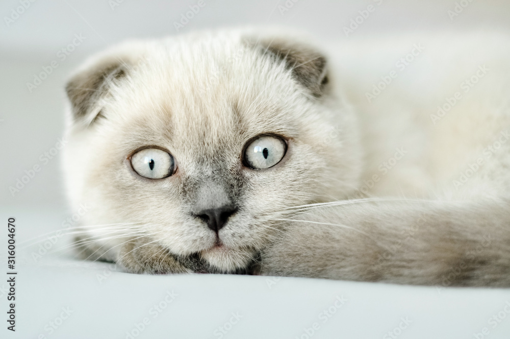 Scottish fold domestic cat lying white kitten. Portrait of Scottish kitten with