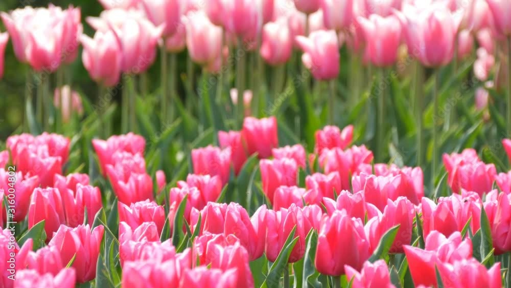 Beautiful mix of bright pink and white tulips in the world famous royal park Keukenhof. Tulip field close up view Netherlands, Holland Beautiful mix of bright pink and white tulips in the world famous royal park Keukenhof. Tulip field close up view Netherlands, Holland