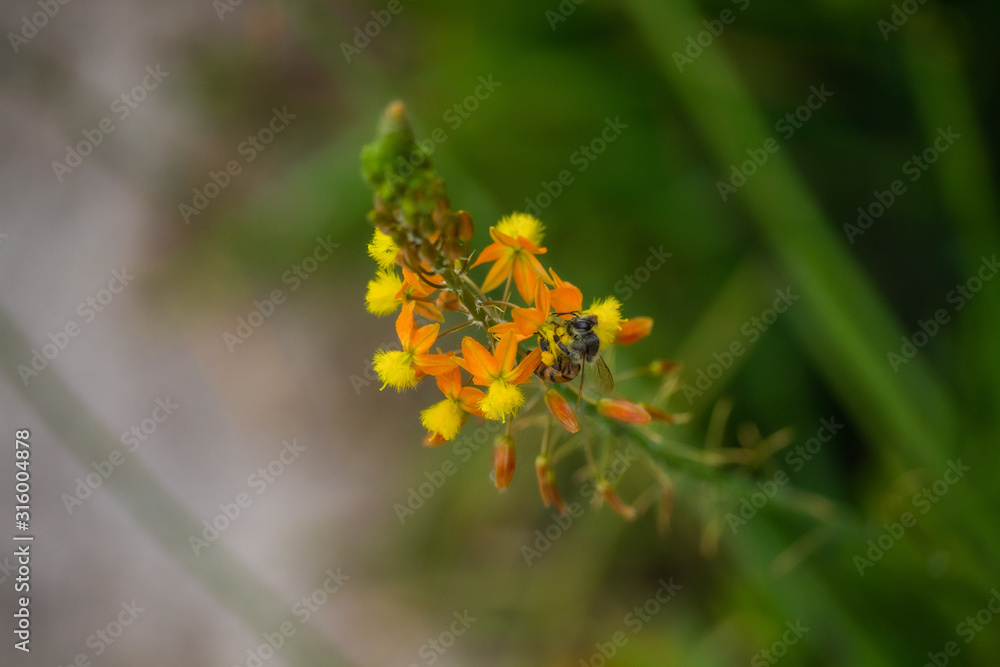Hermosa flor naranja y amarilla con una abeja encima con fondo verde. Hermosa flor naranja y amarilla con una abeja encima con fondo verde.