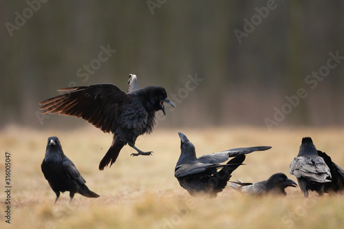 common raven  corvus corax  northern raven