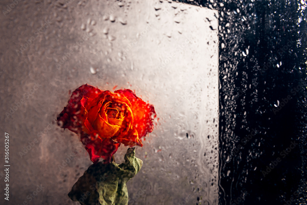 Rose Images With Sad Love