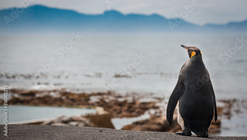 People watching a young King Penguin settled in Buffels bay in Cape point South Africa for molting possible due to climate change or migration patterns.