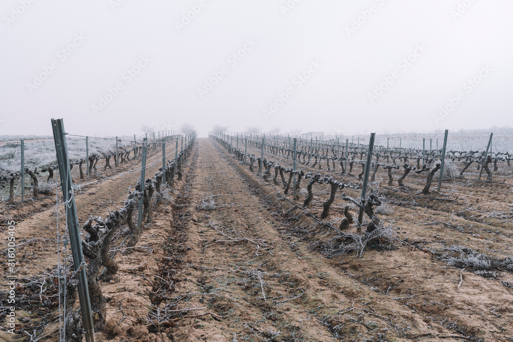 Frosts and mists in vineyards and vines