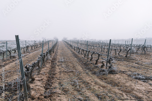 Fototapeta Naklejka Na Ścianę i Meble -  Frosts and mists in vineyards and vines