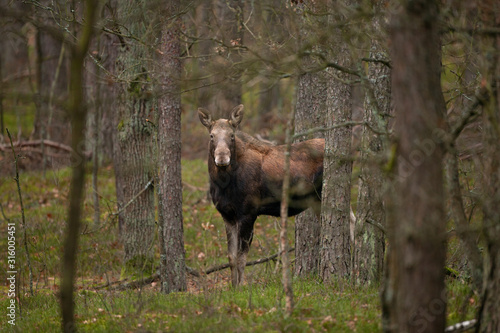 moose, elk, Alces alces, Poland nature