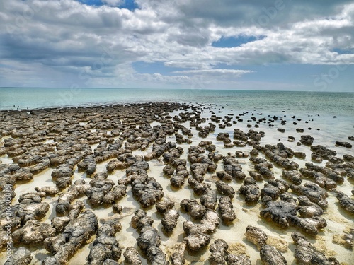 Stromatolites at Hamelin Pool, Denham in Western Australia, near shark bay. Bacterial stromatolites in a great atmosphere in shallow water. photo