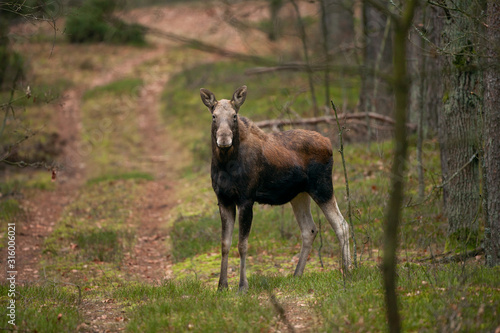 moose, elk, Alces alces, Poland nature