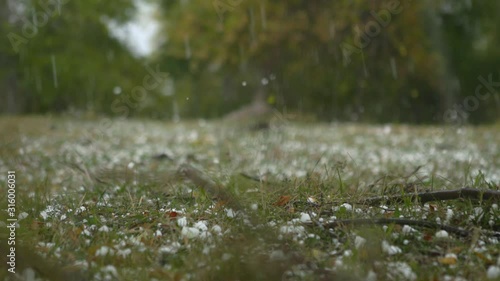 Huge hail, ice snow drops fall from the sky, in the forest. 