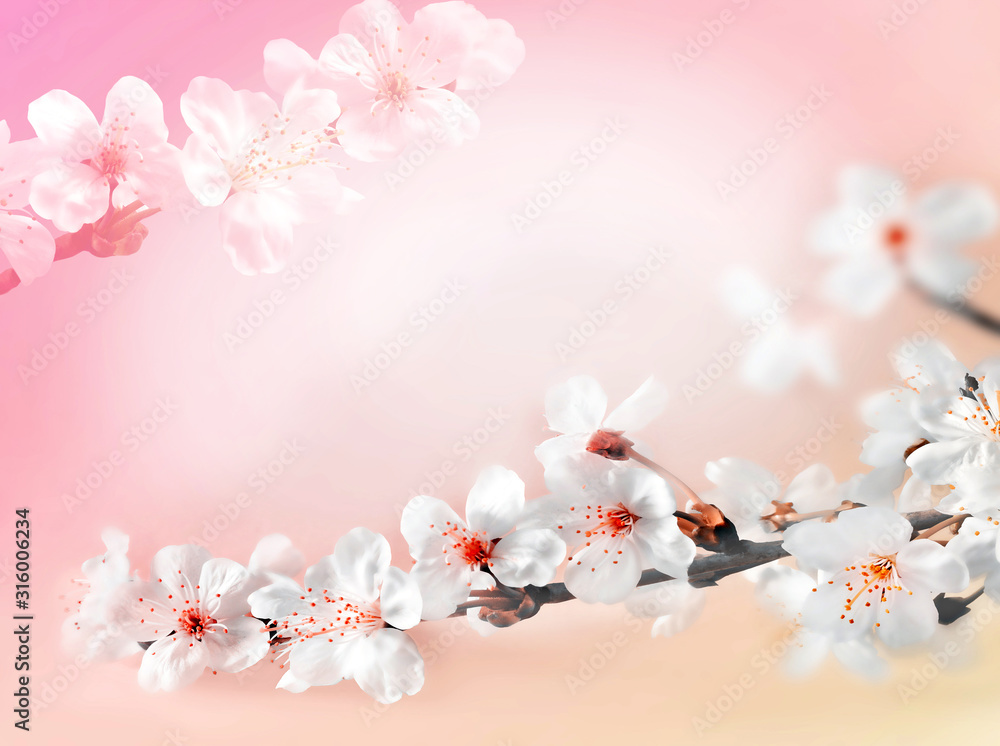 Blossom tree over pink background. Spring flowers. Spring Background - obrazy, fototapety, plakaty 