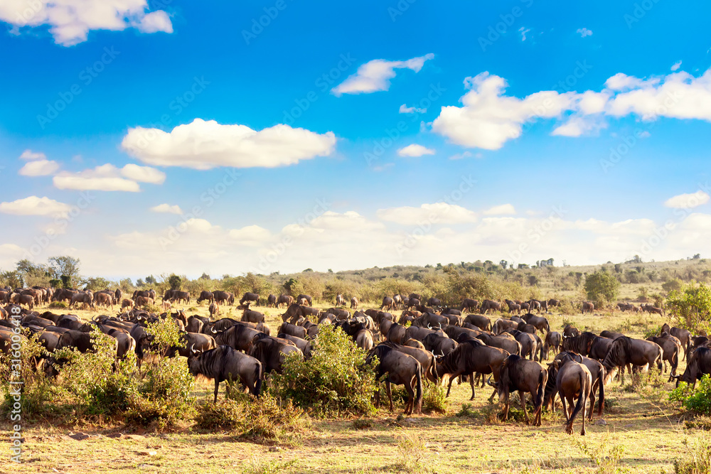 A herd of wildebeest during great migration in Masai Mara National Park. Kenya, Africa.