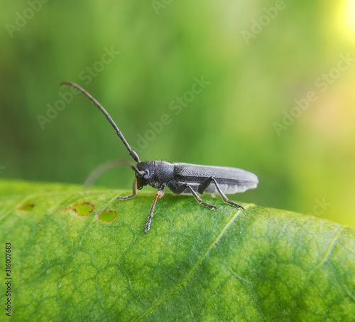 Umbellifer longhorn beetle, Phytoecia cylindrica
