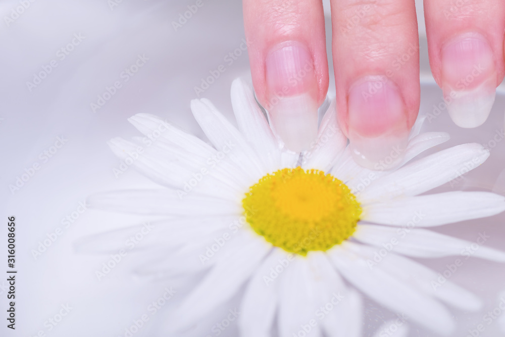 Close-up hands of young woman with natural nails, lowered into plate with healing infusion of chamomile. Concept of healthy hands and nails. Spa treatments for nails close-up.