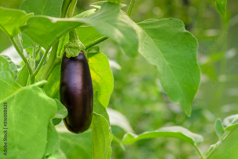 Eggplant Growing Branch Leaf Green. Fresh growing juicy eggplant on branch. Eggplant grow in