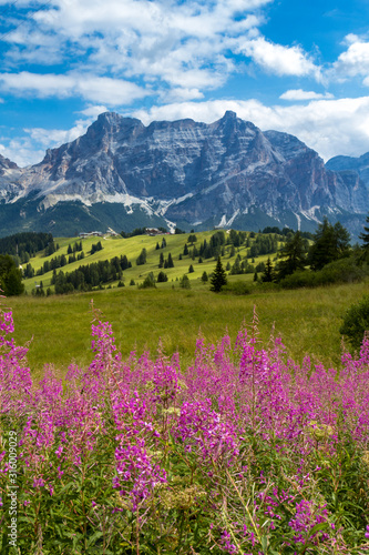 flowers and mountains © Paolo