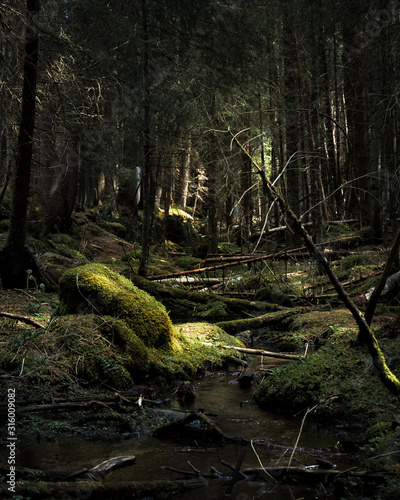 woodland background
