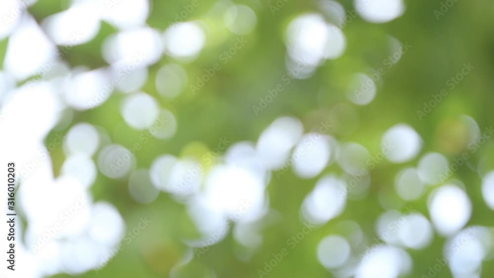 Abstract blurred green leaf for background and texture. Used as a title for introduce or footage work. Abstract blurred green leaf for background and texture. Used as a title for introduce or footage work.