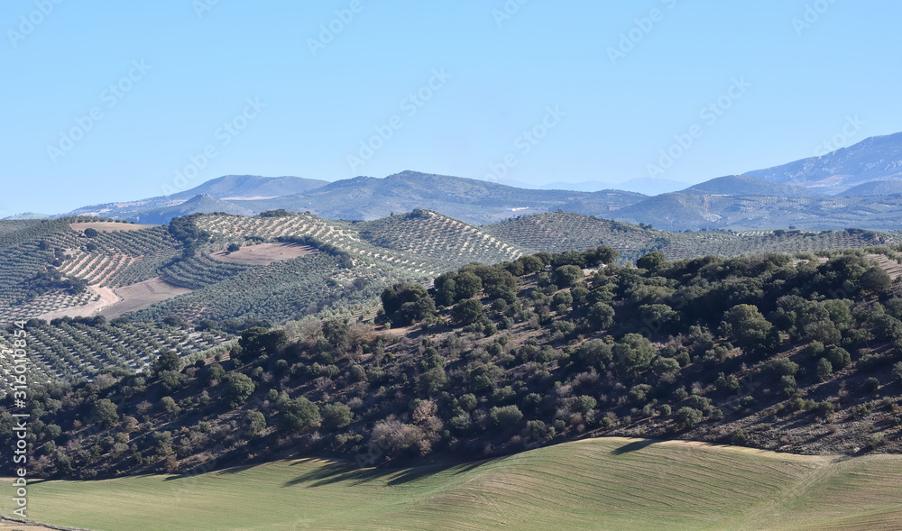 Panoramic view of extensive olive fields with cereal land between them