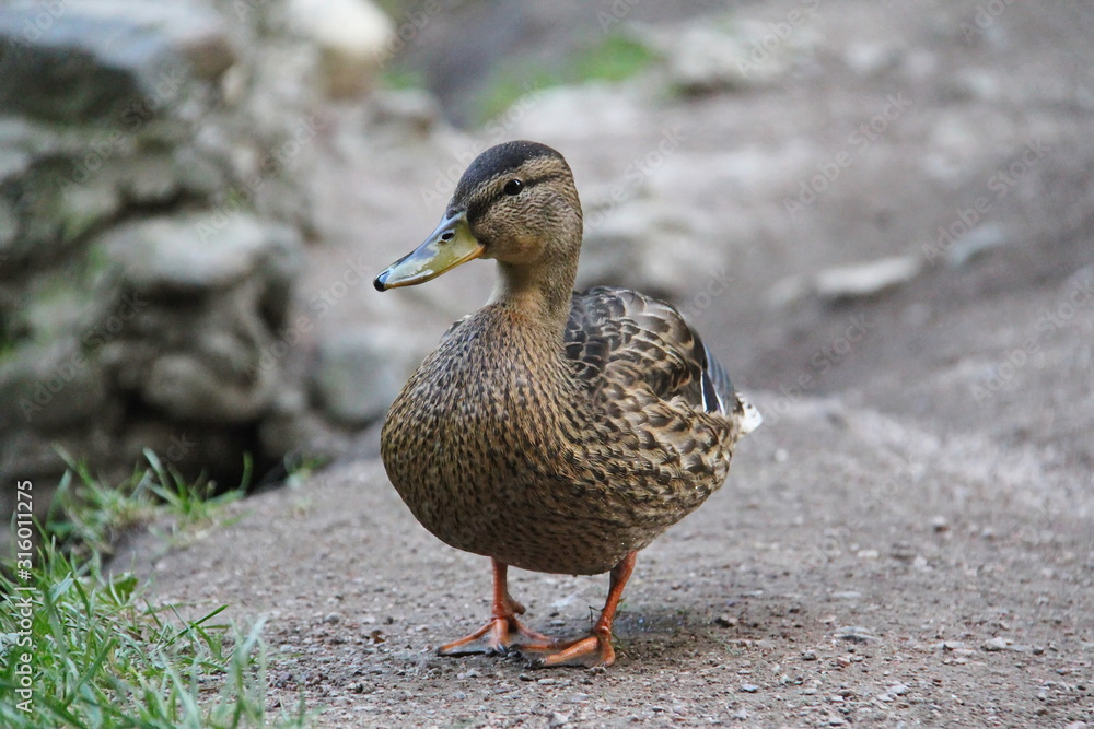 Young curious grey duck close up Young curious grey duck close up