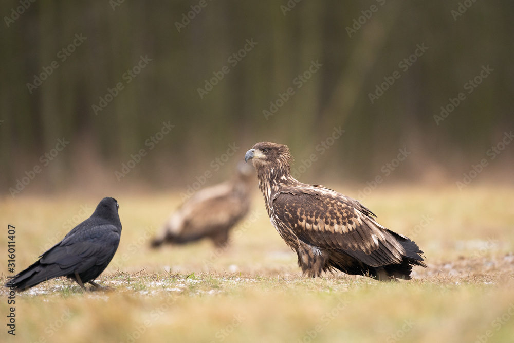 white tailed eagle, haliaeetus albicilla, Europe nature white tailed eagle, haliaeetus albicilla, Europe nature