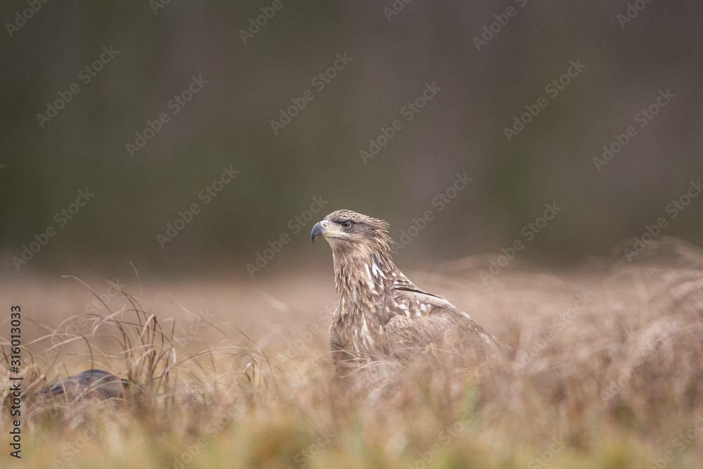 white tailed eagle, haliaeetus albicilla, Europe nature white tailed eagle, haliaeetus albicilla, Europe nature