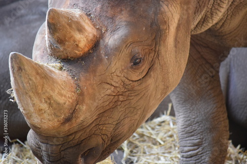 Rhino portrait close up