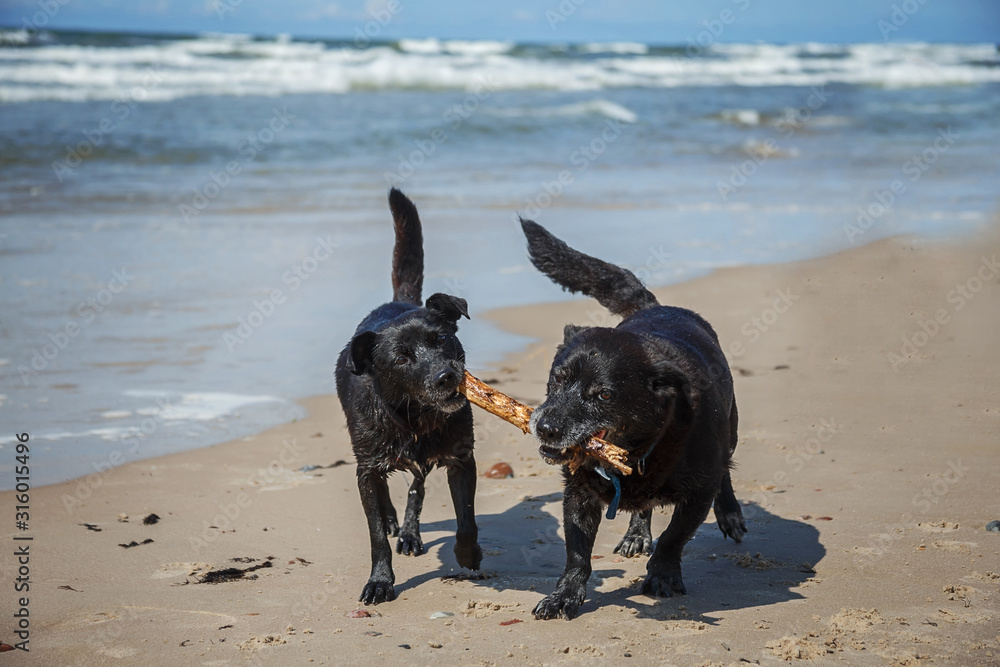 Two black dogs playing with wooden stick in a beach Two black dogs playing with wooden stick in a beach