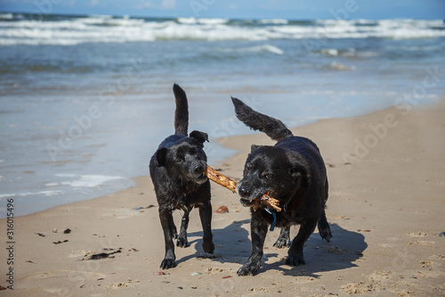 Two black dogs playing with wooden stick in a beach