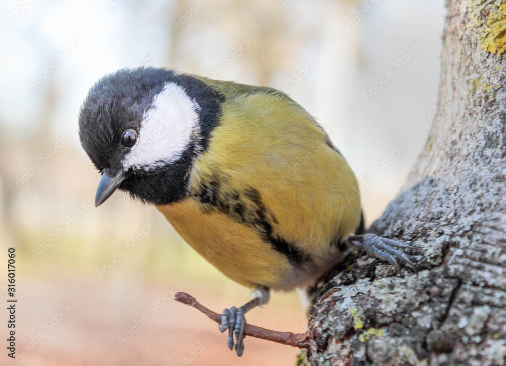 Fototapeta premium pájaro amarillo blanco y negro en el árbol del parque de Fuentes Blancas de Burgos