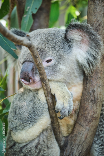 Fototapeta Naklejka Na Ścianę i Meble -  Male koala sitting in a tree branch surrounded by eucalyptus leaves