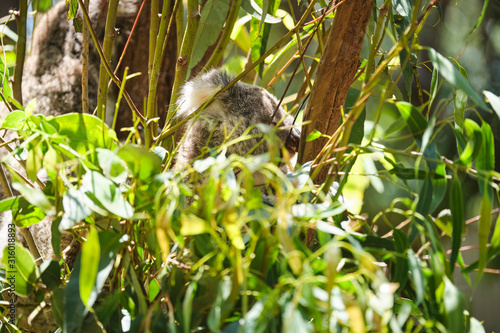 Male koala sitting in a tree branch surrounded by eucalyptus leaves