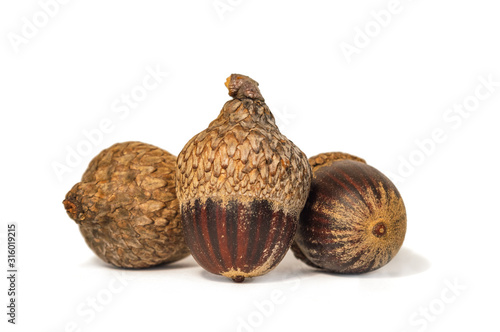 Raw acorn isolated against white background