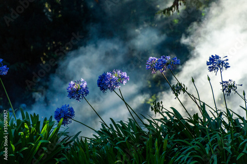 wondeful purple flowers with white background photo