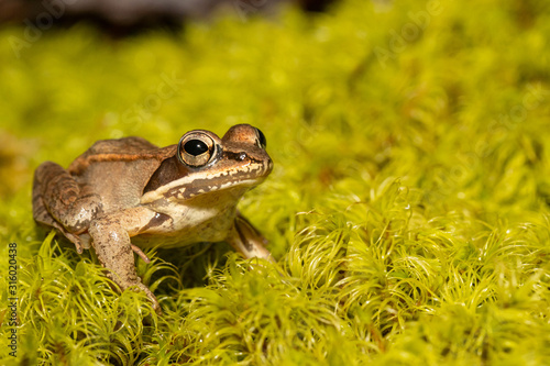 Εκτύπωση καμβά Wood frog on a bed of green moss - Rana sylvatica