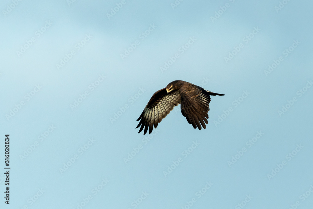 Obraz premium Adult Snail Kite looking for Apple Snails to feed on