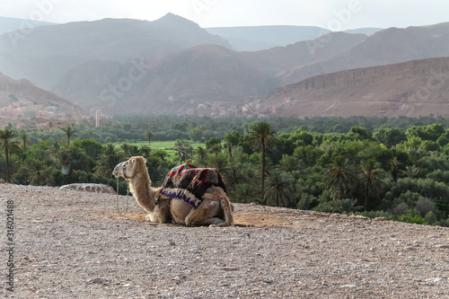 Panoramic view on the oasis of Tinghir in the Dades valley near the Tondra River in southern Morocco. photo