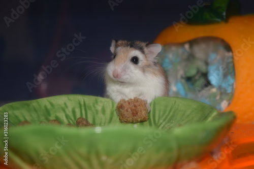 roborovski hamster eating
