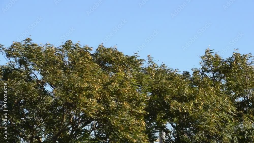 Strong wind that moves the trees of a city Strong wind that moves the trees of a city