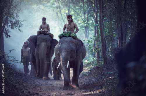 Asian Elephants in Thailand © Sasint