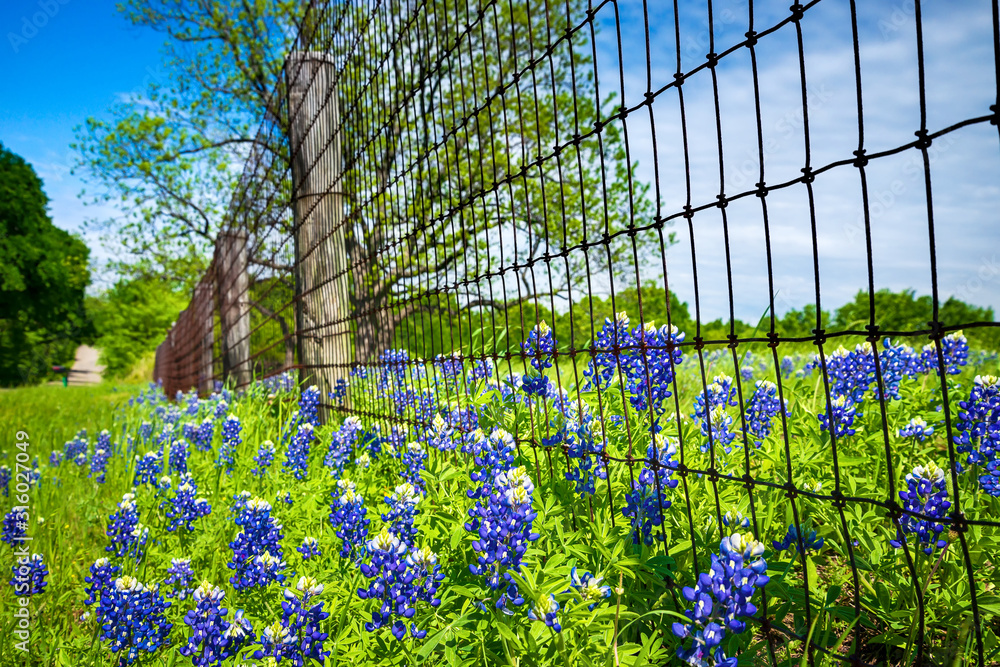 Bluebonnets blooming along country road and fence in Texas spring